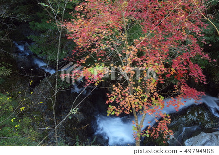 Autumn in Shirakura Gorge Tengu Ward Hamamatsu City Shizuoka Prefecture 49794988