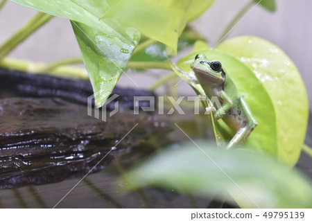 Captive Japanese tree frog Captive Japanese tree frog 49795139