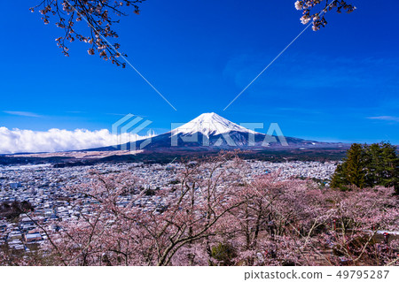 （山梨縣）從春雪和櫻花/新山山淺間公園看到的富士山 49795287