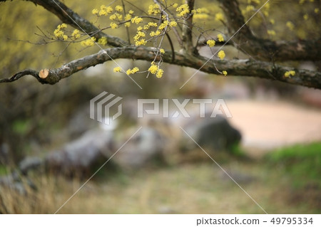 Corn oil, spring Corn oil, spring 49795334
