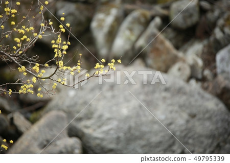 Corn oil, spring Corn oil, spring 49795339