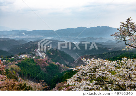 Nara Prefecture-Yoshinoyama cherry blossoms-early morning Nara Prefecture-Yoshinoyama cherry blossoms-early morning 49795340