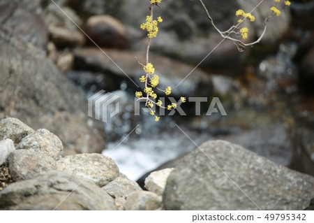 Corn oil, spring Corn oil, spring 49795342