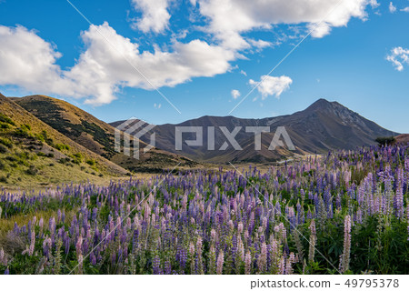 New Zealand's Rubinas New Zealand's Rubinas 49795378