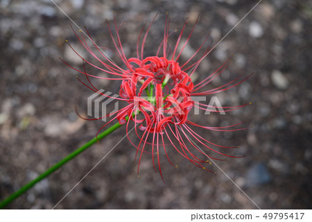 Cluster amaryllis-35 49795417