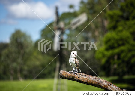 Beautiful Barn Owl Beautiful Barn Owl 49795763