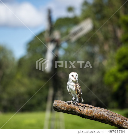 Beautiful Barn Owl Beautiful Barn Owl 49795764