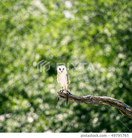 Beautiful Barn Owl Beautiful Barn Owl 49795765