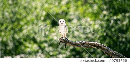 Beautiful Barn Owl Beautiful Barn Owl 49795766