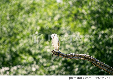 Beautiful Barn Owl Beautiful Barn Owl 49795767