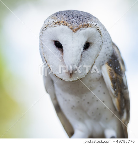 Beautiful Barn Owl Beautiful Barn Owl 49795776