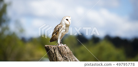 Beautiful Barn Owl Beautiful Barn Owl 49795778