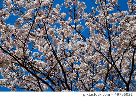 Cherry Blossoms	 49796021