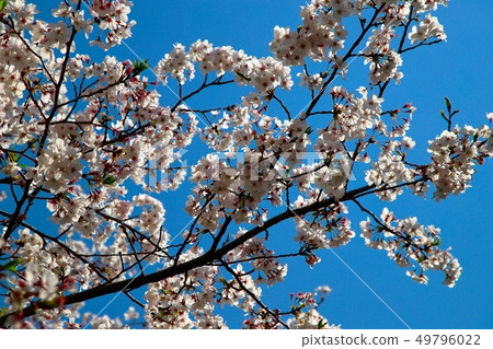 Cherry Blossoms	 49796022