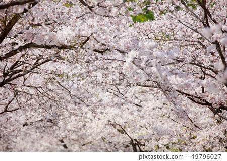 Cherry Blossoms Cherry Blossoms 49796027