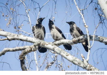 magpies sitting on birch branches, close up 49796191