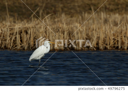 There are creatures, Great Egret, Great Egret, and Chudai. I think it ’s “Odai” because the shins are pale over the winter. 49796275