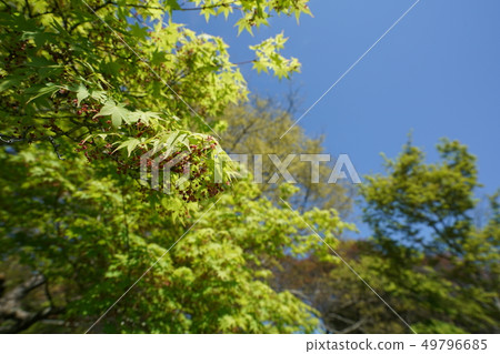 Momiji, April, fresh green, blue sky, sunny, flowers, full bloom Momiji, April, fresh green, blue sky, sunny, flowers, full bloom 49796685