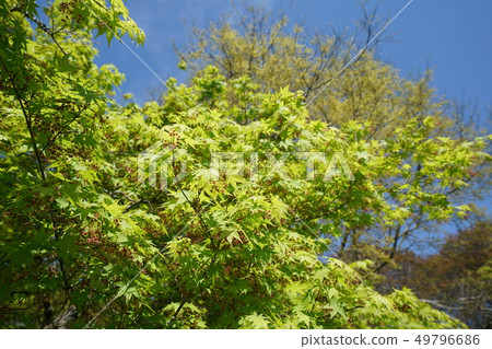 Momiji, April, fresh green, blue sky, sunny, flowers, full bloom Momiji, April, fresh green, blue sky, sunny, flowers, full bloom 49796686