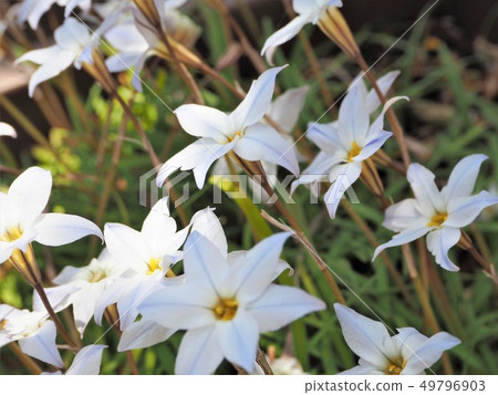Flowering spring flower 49796903