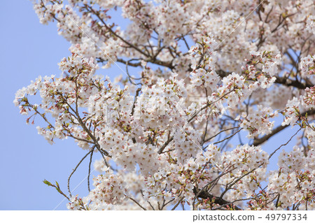 Yamanashi / Cherry blossoms in full bloom-Spring of Japan- Yamanashi / Cherry blossoms in full bloom-Spring of Japan- 49797334