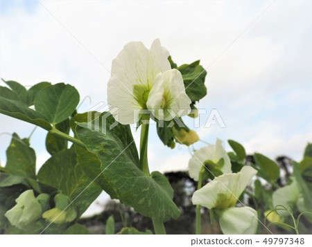 Sayendou flower Sayendou flower 49797348