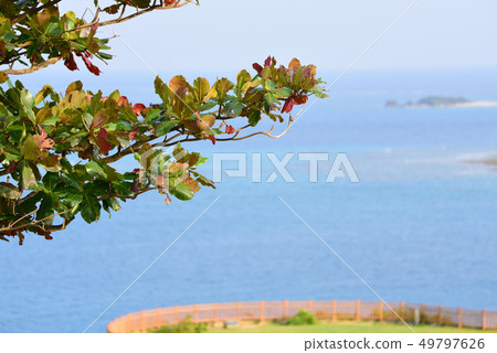 [Chinen Sakai Park] Nanjo City, Okinawa Prefecture Early Summer Mid-March 49797626