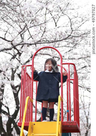 Entrance ceremony (Ohanami Sakura Sakura Sakura Daughter Woman Copy space girl Graduation ceremony Children's preschool play equipment) 49797827