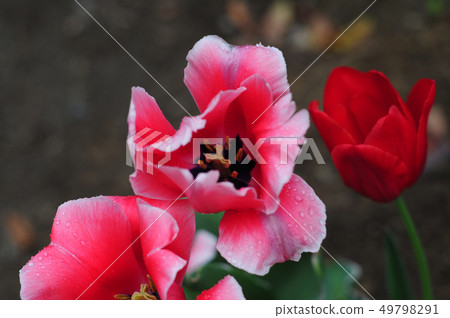 Moulin Rouge-1 49798291