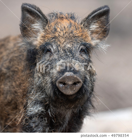 Portrait wild boar in forest Portrait wild boar in forest 49798354