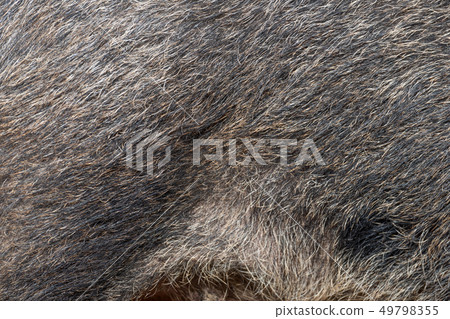 Wild boar skin texture Wild boar skin texture 49798355