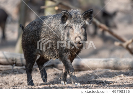 Wild boar in forest Wild boar in forest 49798356
