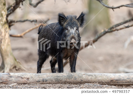 Wild boar in forest Wild boar in forest 49798357