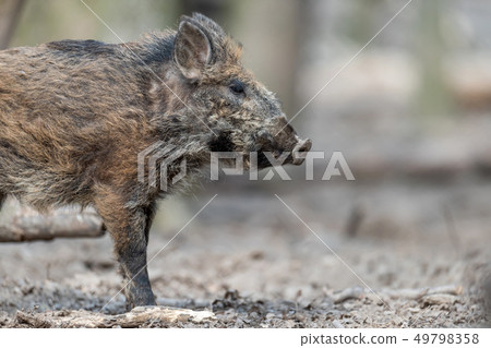 Wild boar in forest Wild boar in forest 49798358