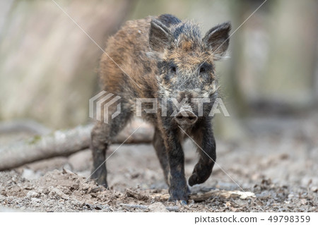 Wild boar in forest Wild boar in forest 49798359