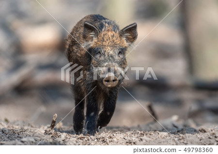 Wild boar in forest Wild boar in forest 49798360