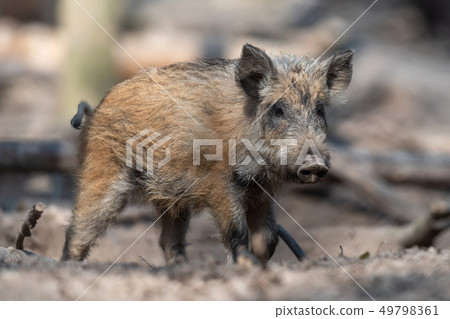 Wild boar in forest Wild boar in forest 49798361