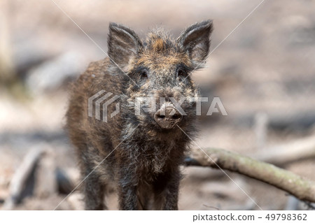 Wild boar in forest Wild boar in forest 49798362