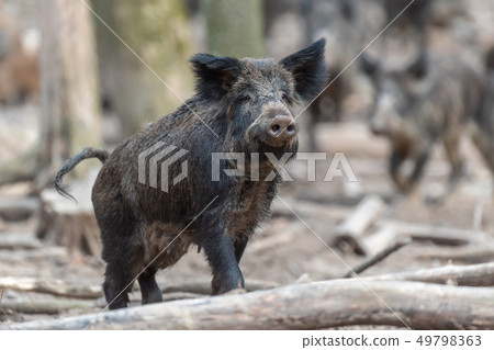 Wild boar in forest Wild boar in forest 49798363