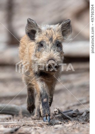 Wild boar in forest Wild boar in forest 49798364