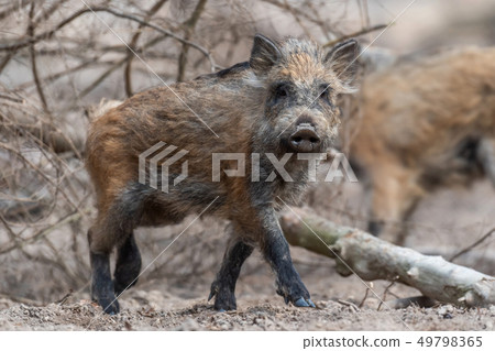 Wild boar in forest 49798365