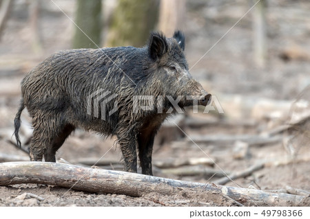 Wild boar in forest 49798366
