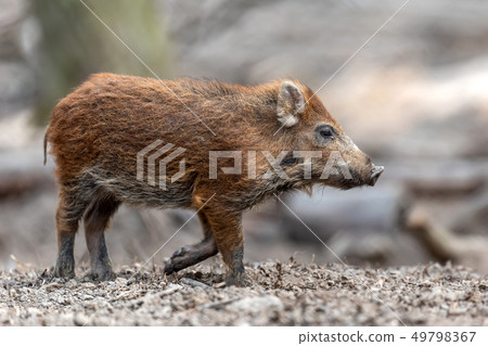 Wild boar in forest 49798367