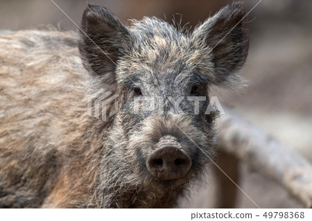 Wild boar in forest Wild boar in forest 49798368
