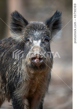 Portrait wild boar in forest Portrait wild boar in forest 49798369