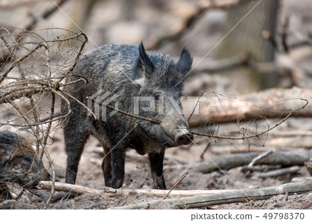 Wild boar in forest 49798370