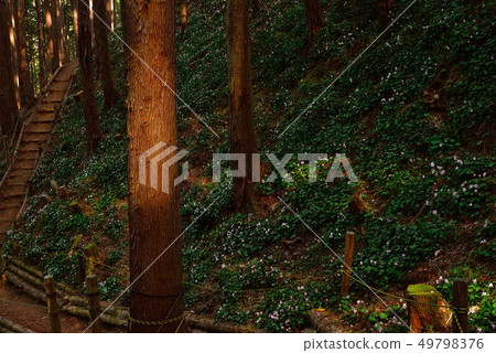 岩內和 岩內和 49798376