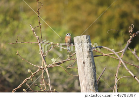 Hojirō wild bird 49798397