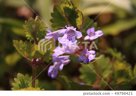 Oyster beak 49798421