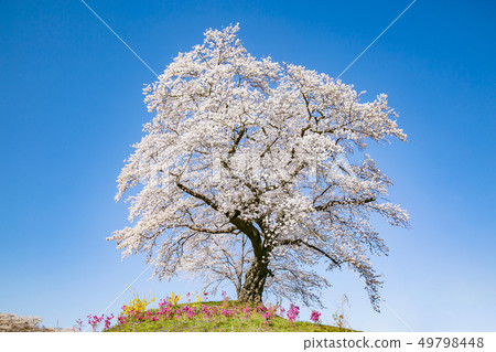 Shiro Ishikawa Ichimokusen Sakura Ichimokusen Sakura Cherry blossom trees Shiro Ishikawa Ichimokusen Sakura Ichimokusen Sakura Cherry blossom trees 49798448